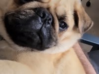 Pug köpeklerimiz sahiplendirilecektir