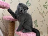 Scottish Fold Yavrular