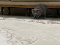 10 Ağustos doğumlu scottish fold