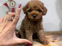 Orjinal Toy Poodle Yavruları