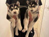 Mavi Gözlü Husky Yavruları