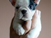 A KALİTE FRENCH BULLDOG YAVRULAR [BOŞ GEÇME]