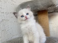 Safkan Scrli Anne-Babadan Ragdoll Yavrular