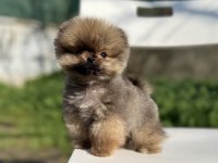 MİKRO TEA CUP MÜKEMMEL YAPIDA POMERANİAN BOO