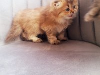 Golden bristih longhair