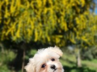 Sevimli Teacup Morkie Yavrularımız