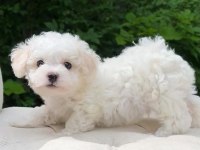 Nadir renk havanese bebekler