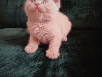 Safkan Fawn British Shorthair Erkek