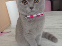 Scottish fold kedime ömürlük yuva