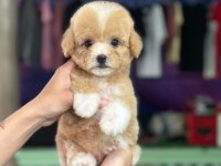 Maltipoo yavrularımız