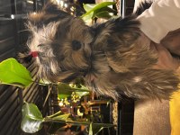 Yorkshire Terrier 4-5 aylık