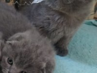scottish fold şekerler