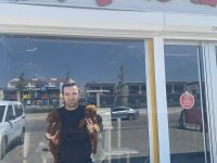 toy poodle yavrular her ile aynı gün teslim