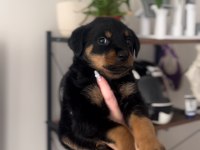 Erkek dişi rottweiler bebeklerim
