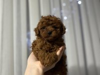 Toy poodle cinsi güzellikler