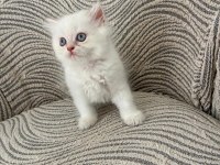 British Longhair Dişi Yavrular