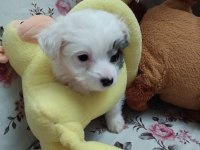 Terier Malta Maltese maltipoo Sıfırboy
