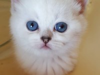 Mükemmel british shorthair bebişler
