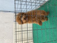 Orjinal minyatür toy poodle bebekler