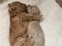Toy Poodle Orjinal Doğru Adres