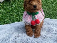 Toy poodle bebekler