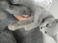 Uysal erkek british shorthair