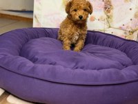 Toy poodle yavrular