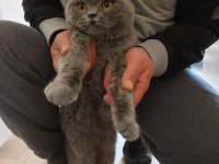 Eş bulma british shorthair