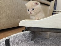 50 günlük scottish fold yavrularımıza yeni yuva arıyoruz