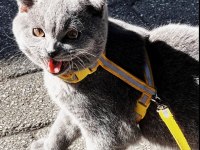 British Kedim Shorthair