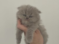 Scottish fold bebeğimiz
