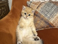 British Shorthair Yavrular