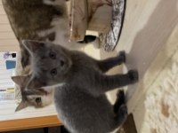 2 aylık tatlı british dik kulak kedimiz yuva arıyor?