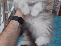 British shorthair kedisi