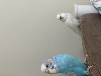 Albino ve gök mavisi muhabbet kuşu