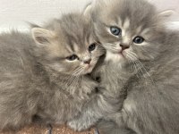 British Longhair Sahiplendirme