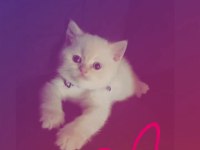 British longhair