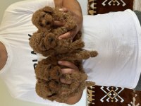 Sağlıklı orjinal poodle köpekler