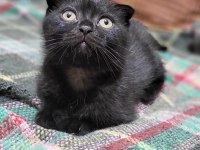 Scottish Fold Black Tabby Baby
