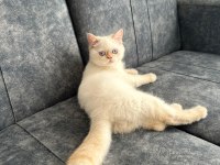 iran kedisi persian