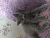 British shorthair erkek 2 aylık