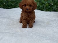 Mükemmel Güzellikteki Toy Poodle Yavrularımız 