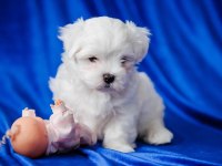 MALTESE KÖPEĞİ YAVRULARI