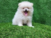Pomeranian yavrular