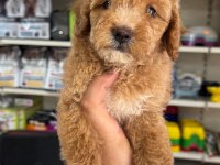 Maltipoo yavrumuz ilk aşıları yapıldı