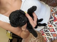 Siyah anne çikolata baba kore red poodle yavrular