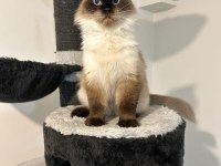 ÜCRETSİZ SAHİPLENDİRİLECEK DİŞİ RAGDOLL 3 YAŞINDA