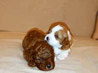 Toy poodle