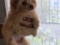 Maltipoo bebişler mavi gözlü