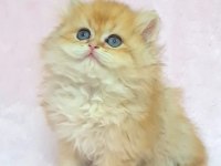 A KALİTE ORİJİNAL BRİTİSH LONGHAİR GOLDEN YAVRUM